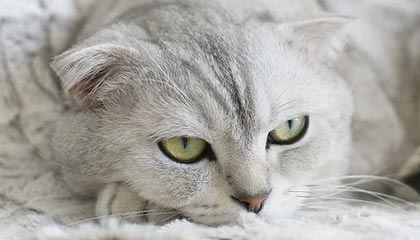 吃瓜在线 如何打造 版权布局